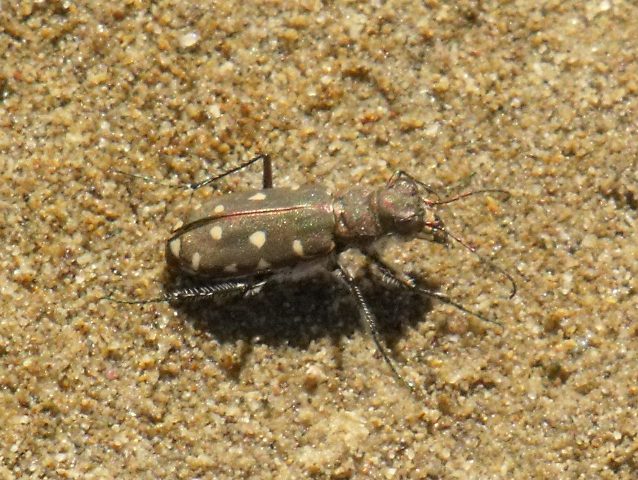 Cicindela di spiaggia da id: Calomera littoralis nemoralis
